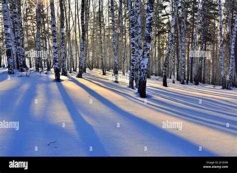 Winter Sunset In Birch Grove Stock Photo Alamy