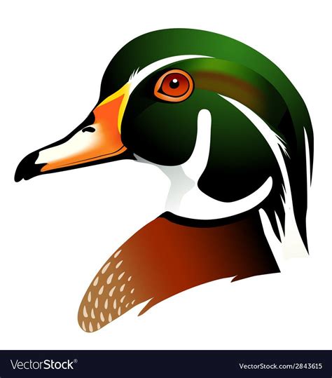 Wood Duck Clipart Flying Art 1 949 X 1080 Wood Ducks Vector