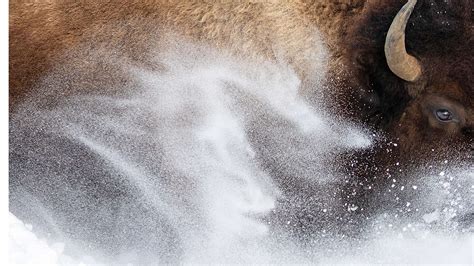 The Wildlife Photographer Of The Year 2023 Concrete Playground