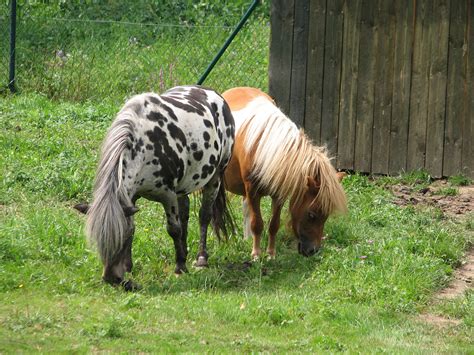 Miniature Horse Mini Horse Shetland Pony