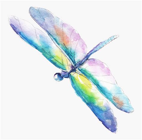 Water Color Dragonflies Vector Royalty Free Watercolor Dragonfly