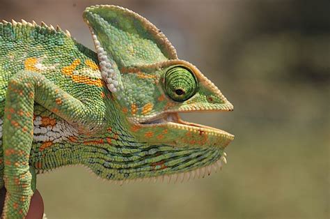 Female Veiled Chameleon In Yemen Chameleon Breeder Podcast