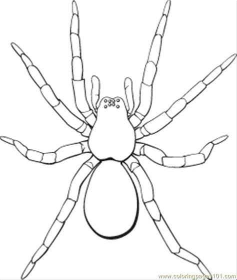 Black Widow Spider Coloring Pages