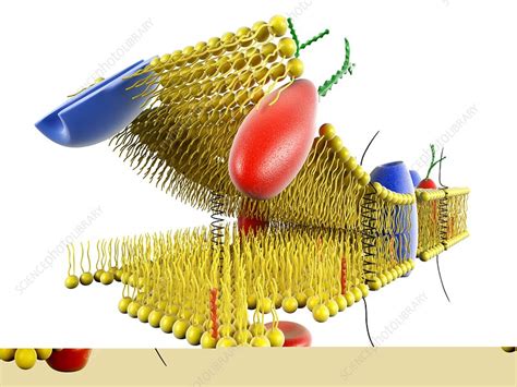 Because of this feature of the cell membrane, it is able to regulate. Cell membrane, artwork - Stock Image - C013/7469 - Science ...