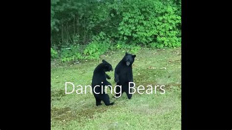 Dancing Bears Youtube