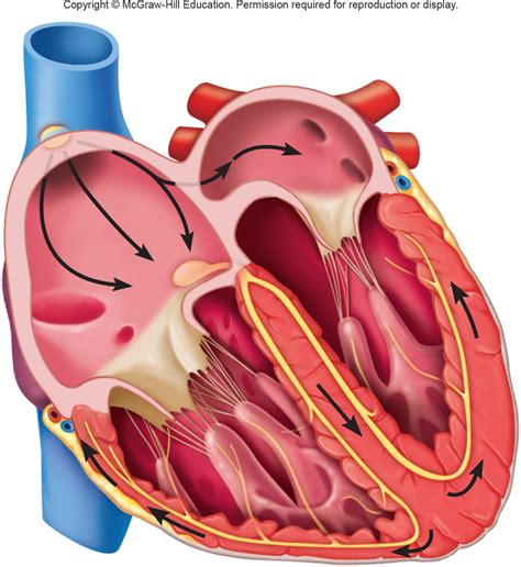 Cardiac Conduction System Diagram Quizlet