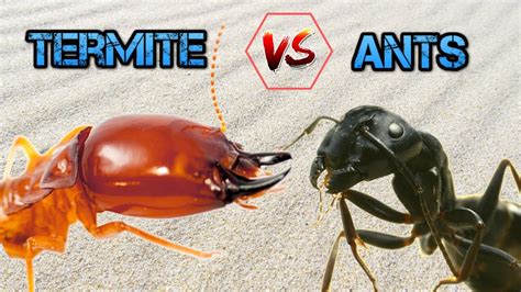 Ants Vs Termites WHY ARE TERMITES AFRAID OF ANTS YouTube