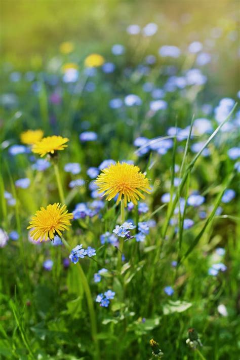 Beautiful Summer Meadow With Flowers Dandelions And Forget Me Nots