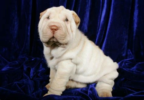 Adorable White Shar Pei Puppy Just Like Capone