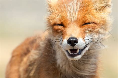 Russian Miner Spends His Breaks Taking Photos Of Foxes In