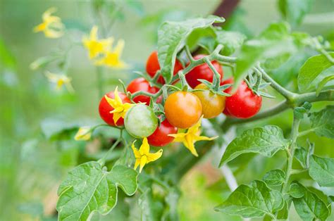Check spelling or type a new query. How to Fertilize Plants in Your Garden