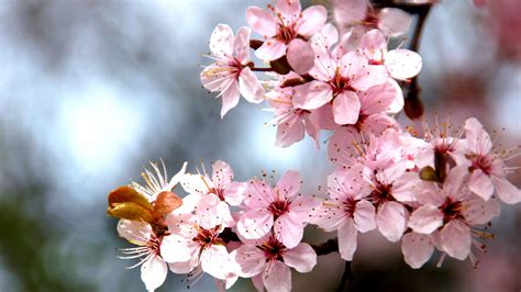 Download Wallpaper 2048x1152 Tree Branch Cherry Tree Blossom Flowers