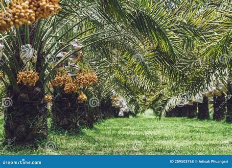 Bunch Of Yellow Dates On Date Palm Stock Photo Image Of Plant Fresh