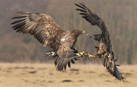 Fighting Eagles And Smiling Frogs Among Best Animal Action Shots In Top