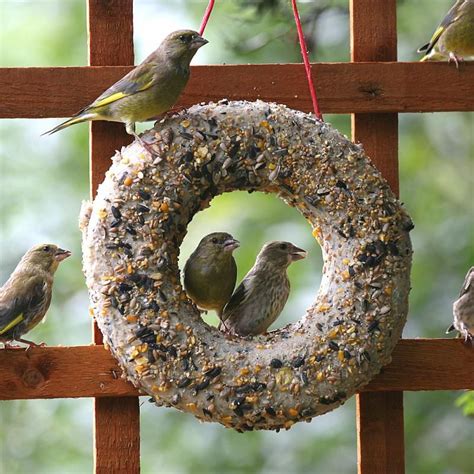Check out our homemade bird food selection for the very best in unique or custom, handmade pieces from our feeders & birdhouses shops. Suet Ring | CJ Wildlife (UK) | Homemade bird feeders, Bird ...
