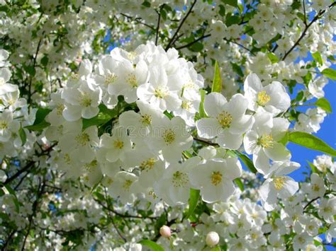 Blossoming White Flower Trees Stock Image Image Of Tree Spring 4308431