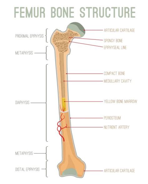 Labeling portions of a long bone learn with flashcards, games and more — for free. Avascular Necrosis (AVN) / Osteonecrosis - Together