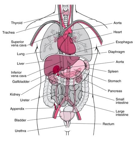 The sphincter prevents food from flowing back up the esophagus or. Top Photos in Human organs