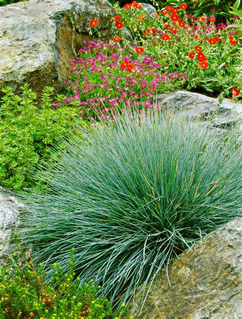 How To Plant And Grow Blue Fescue