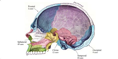 Find the perfect human bone cross section stock photo. Diagrammatic representation of the human skull in sagittal ...
