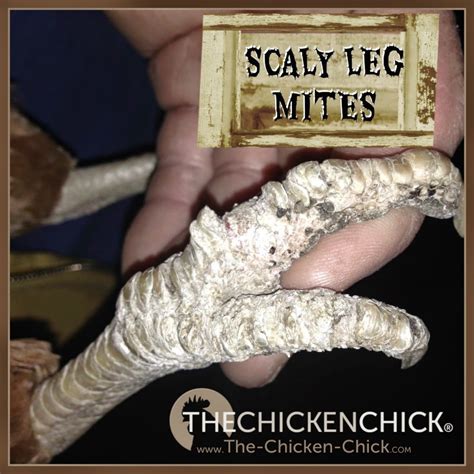 Scaly Leg Mites In Chickens Identification And Treatment The Chicken