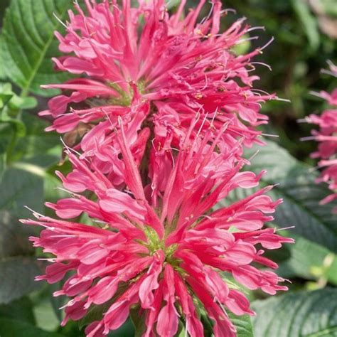 Coral Reef Bee Balm For Sale At