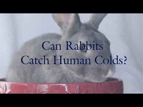 This means that cat and human colds are not zoonotic (an animal disease that can be transmitted to humans). Can Rabbits Catch Human Colds? - YouTube