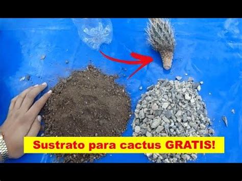 1.8 abonos líquidos para cactus y otras suculentas. Sustrato para cactus y suculentas casero GRATIS - YouTube ...