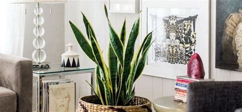 Le piante da interno resistenti necessitano di pochissime cure e sono adatte a chi sta poco a casa e può dedicare poco tempo alla cura delle piante. 8 piante molto resistenti per coloro che non ricordano di ...
