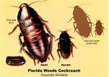 Florida Woods Cockroach Pictures