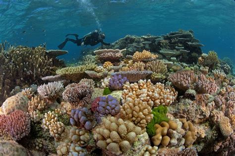 Esta Es La Importancia De Cuidar Los Arrecifes De Coral Hogar De