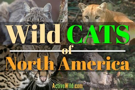 Wild Cats Of North America List With Pictures And Facts Golden Spike