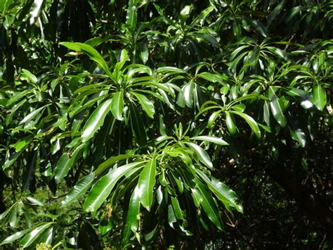 Quininetree Rauvolfia Caffra · Inaturalist