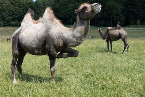 Origem Do Camelo E História Do Animal Mundo Ecologia