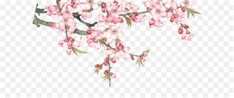 We did not find results for: Cherry Blossom PNG HD Transparent Cherry Blossom HD.PNG ...