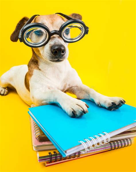 Funny Back To School Cute Dog In Glasses On Yellow Background Stock