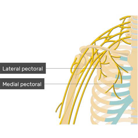 Pectoralis Major Muscle Attachment Action And Innervation Getbodysmart
