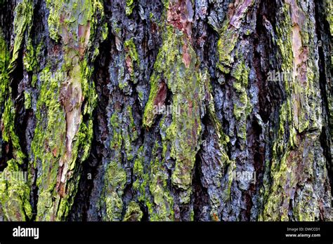 Bark Of A Scots Pine Tree Pinus Sylvestris Herrenchiemsee