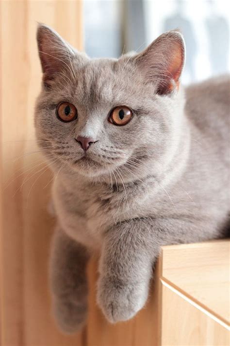 The British Shorthair Is The Pedigreed Version Of The Traditional