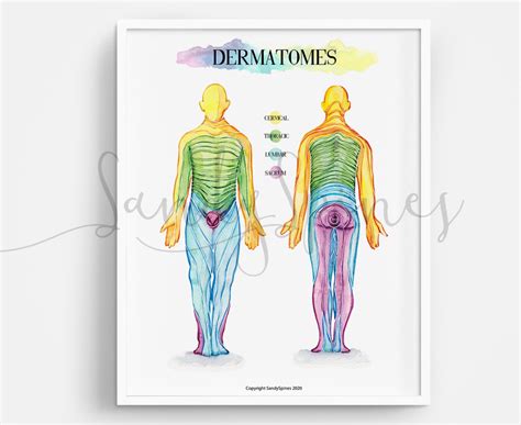 Dermatome Map Watercolor Print Spine Vertebrae And Dermatomes Porn
