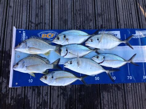 For years many anglers thought the only way to catch them was with poppers thrown. Sydney Harbour - Bream And Trevally - Fishing Reports ...