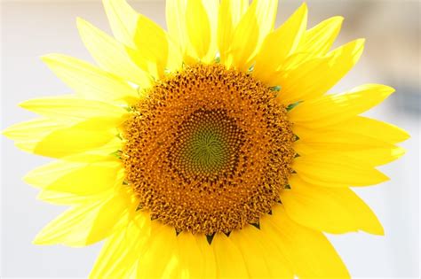 Yellow Sunflower Free Image Peakpx