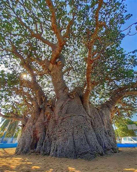 Baobab Tree | Attraction In Sril Lanka | Like Sri Lanka