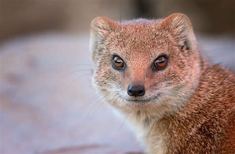 8 Magnificent Facts About Mongooses Mongoose Animal North American