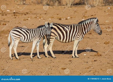 Mother And Baby Zebra Standing In The Brown Landscape Of Namibia Stock