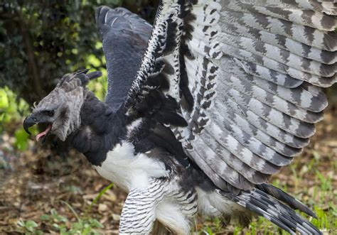 9 Largest Eagles In The World