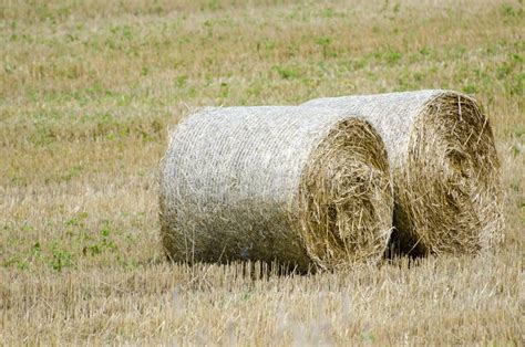 Large Round Hay Bales Stock Image Image Of Landscape 43486671