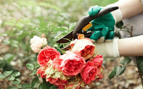 Perennials make a great foundation for a cut flower garden. The definitive guide to making fresh cut flowers last longer