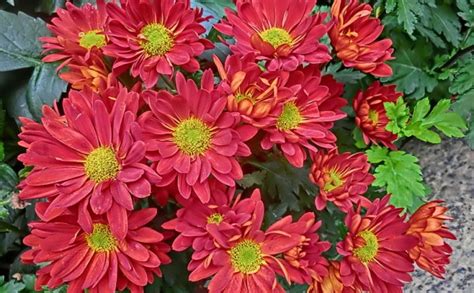 10 Amazing Facts About Chrysanthemums