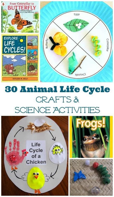30 Animal Life Cycle Project Ideas And Activities Animal Life Cycles